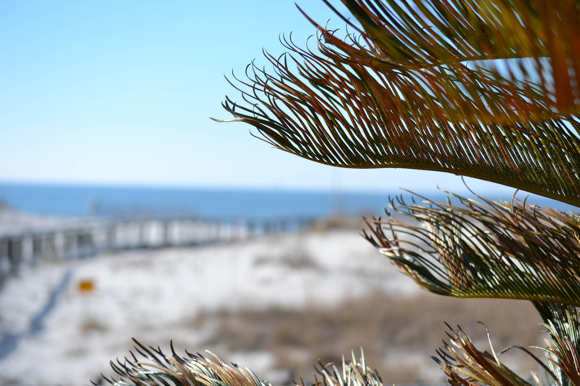 Plantation Palms 6511 34