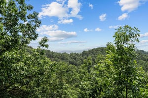 View from View and Me cabin