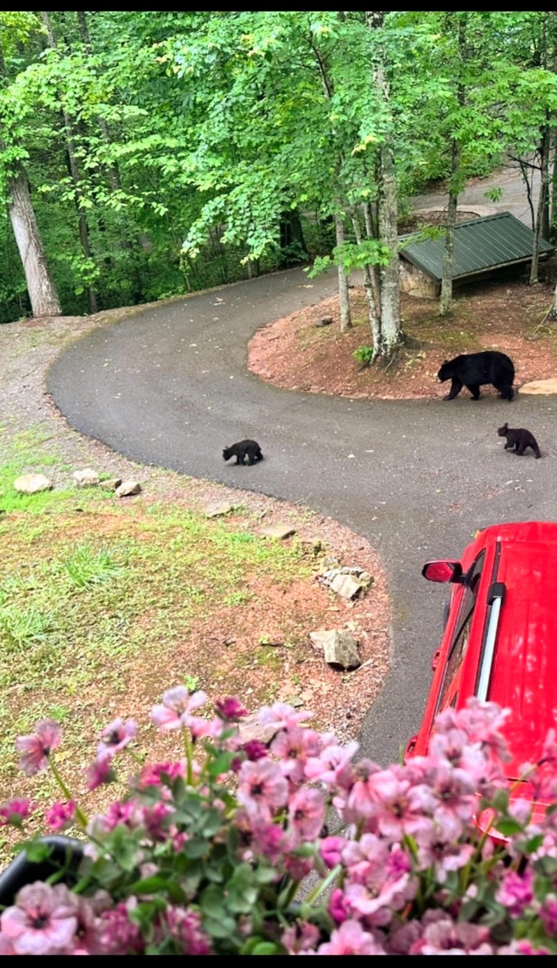 Parking area in front of the cabin.