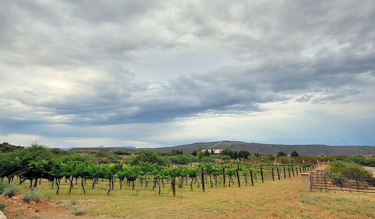 Views Of The Vineyard. Yes You Can Eat The Grapes When They Are In Season