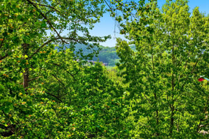 Lush green forest canopy with rolling hills and village rooftops visible in the distance beneath a clear blue sky.