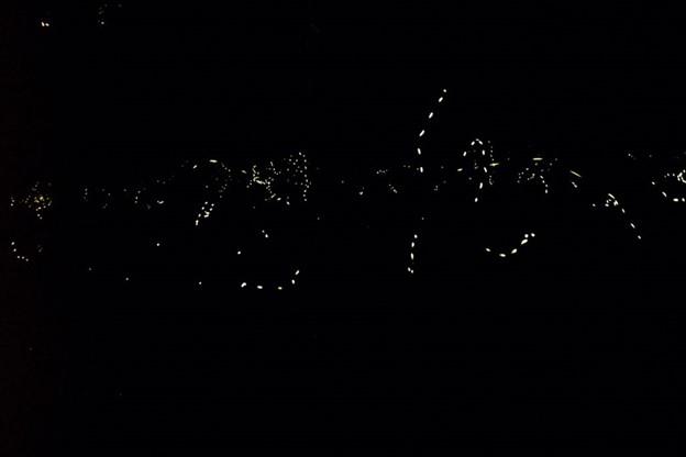 0 Fireflies at night