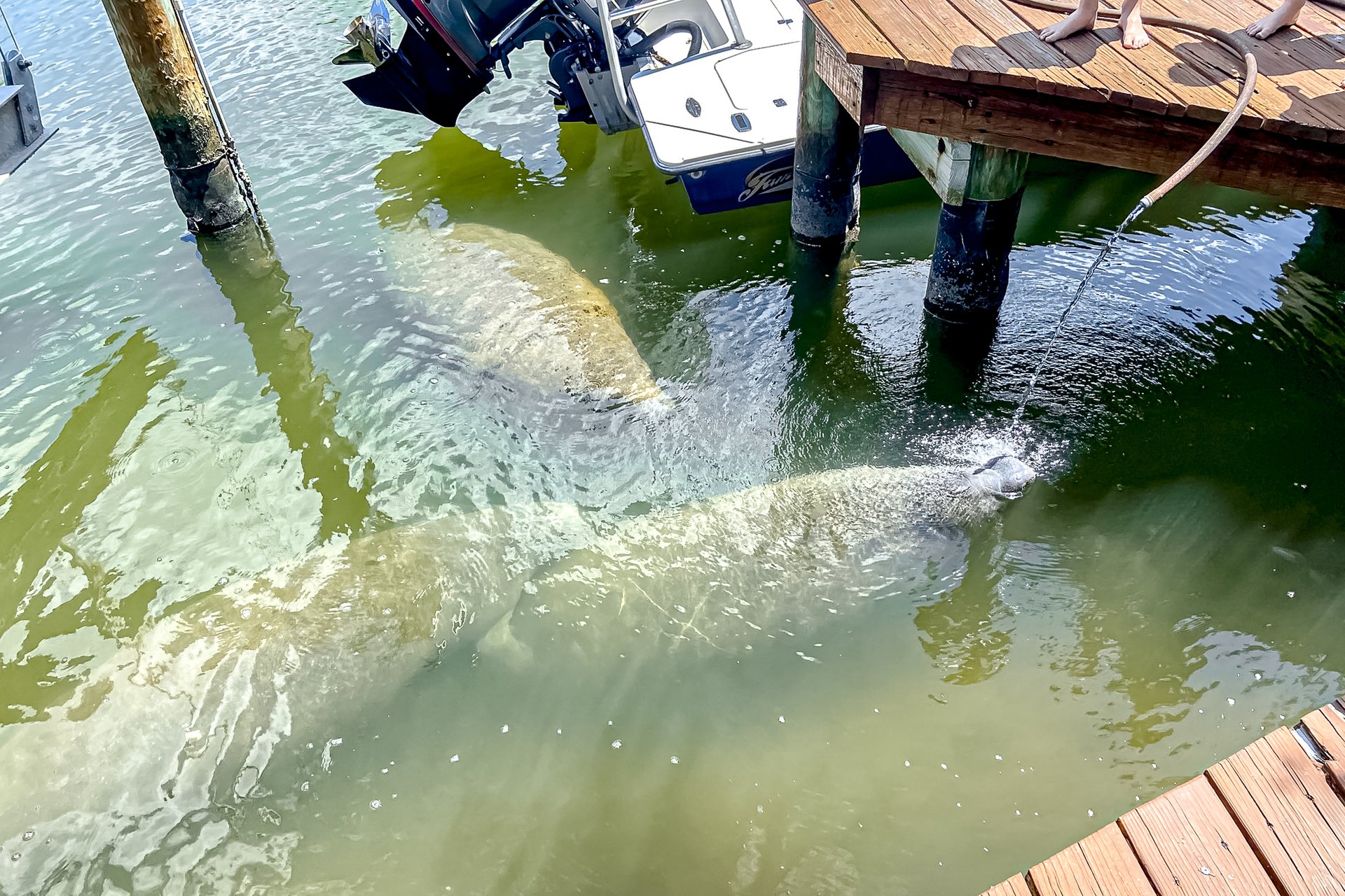 Dixie Beach Delight 40