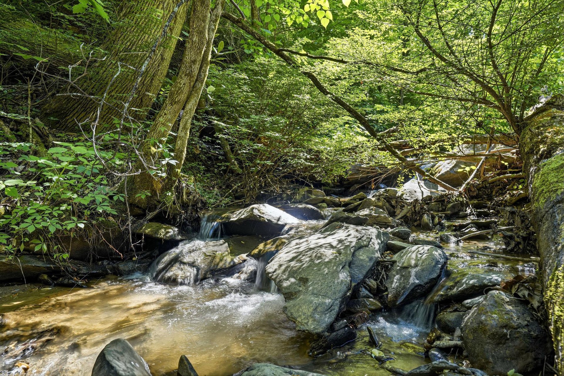 A tranquil forest stream flows over smooth rocks beneath a lush canopy, surrounded by mature trees and vibrant greenery—an inviting setting for a peaceful walk or nature hike nearby.