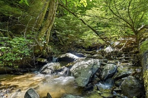 A tranquil forest stream flows over smooth rocks beneath a lush canopy, surrounded by mature trees and vibrant greenery—an inviting setting for a peaceful walk or nature hike nearby.