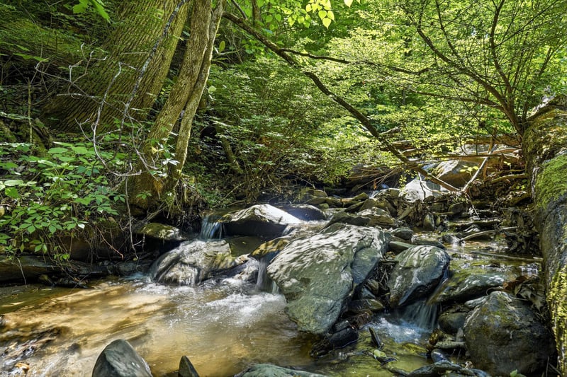 A tranquil forest stream flows over smooth rocks beneath a lush canopy, surrounded by mature trees and vibrant greenery—an inviting setting for a peaceful walk or nature hike nearby.