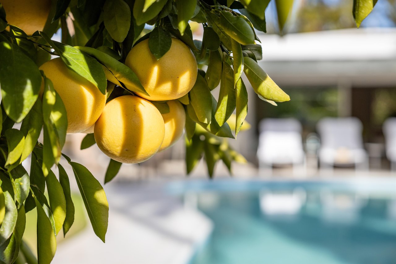 Aromatic citrus trees
