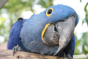 Parrot Mountain and Gardens Birds and Beauty