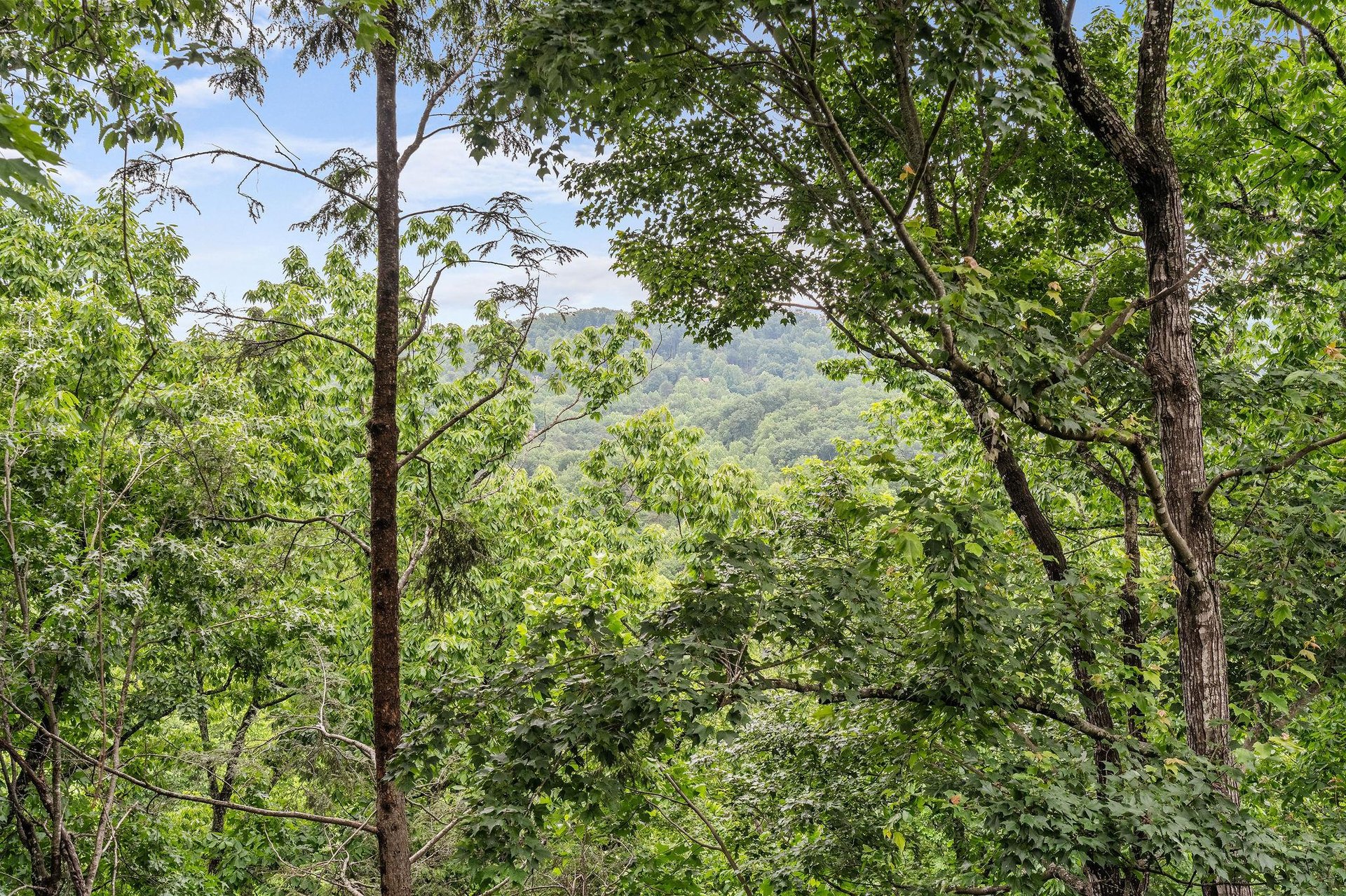 View at Moonlit Pines