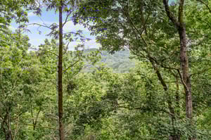 View at Moonlit Pines