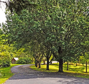 Treelined pathway leads through peaceful grounds to charming buildings nestled in lush greenery.