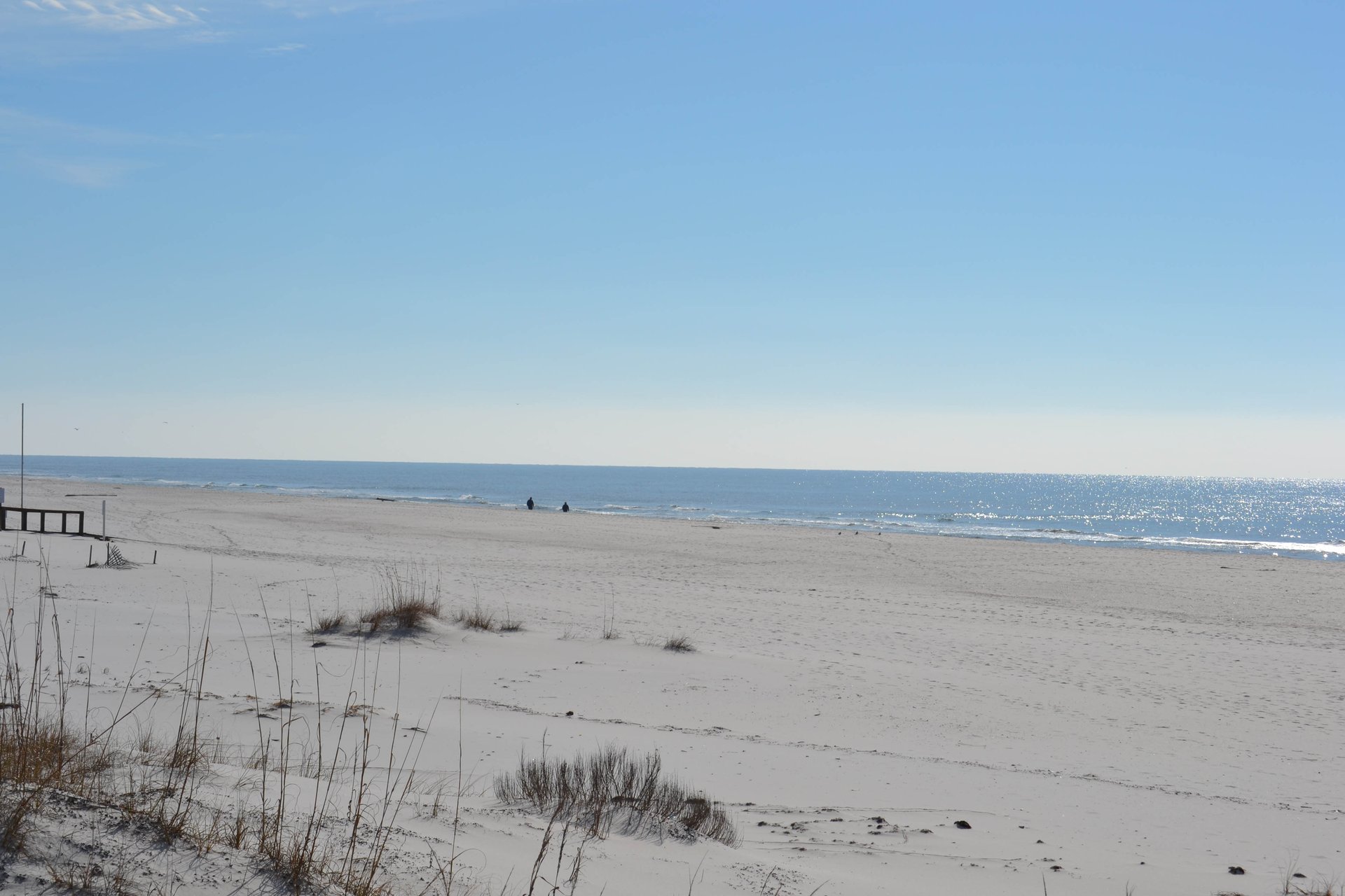 Plantation Palms 6511 35