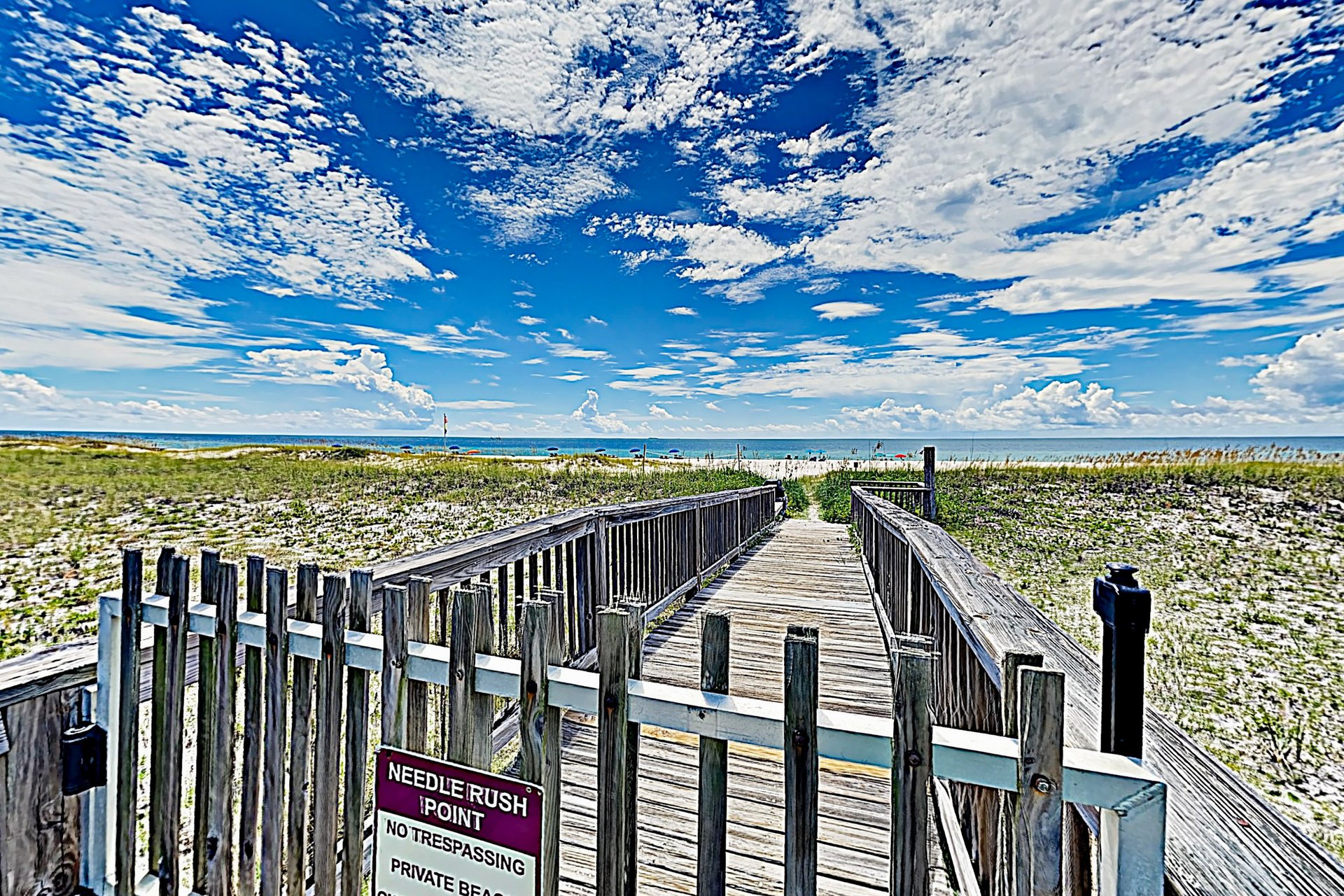 Needle Rush Point A23 17