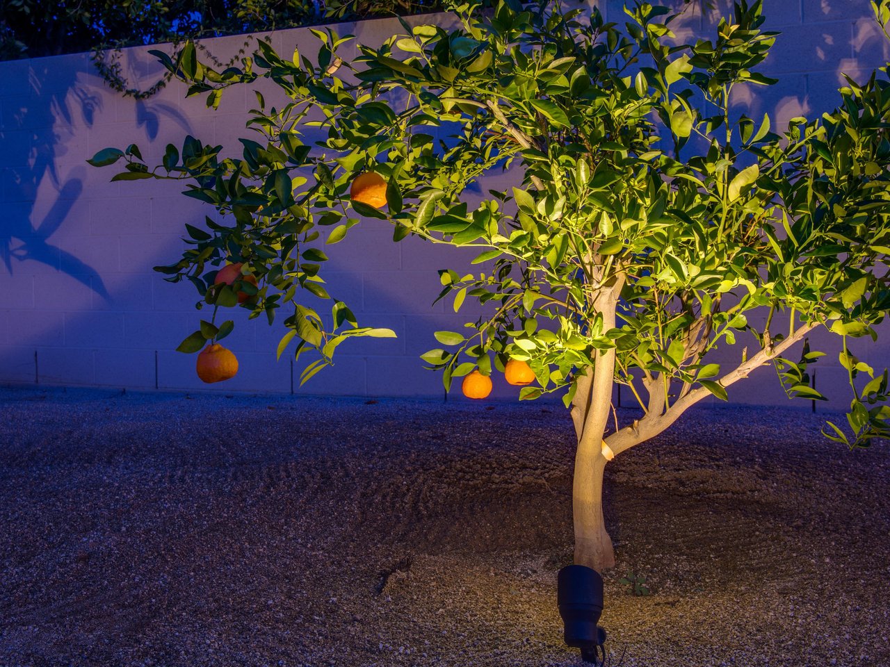 Lovely Citrus Tree