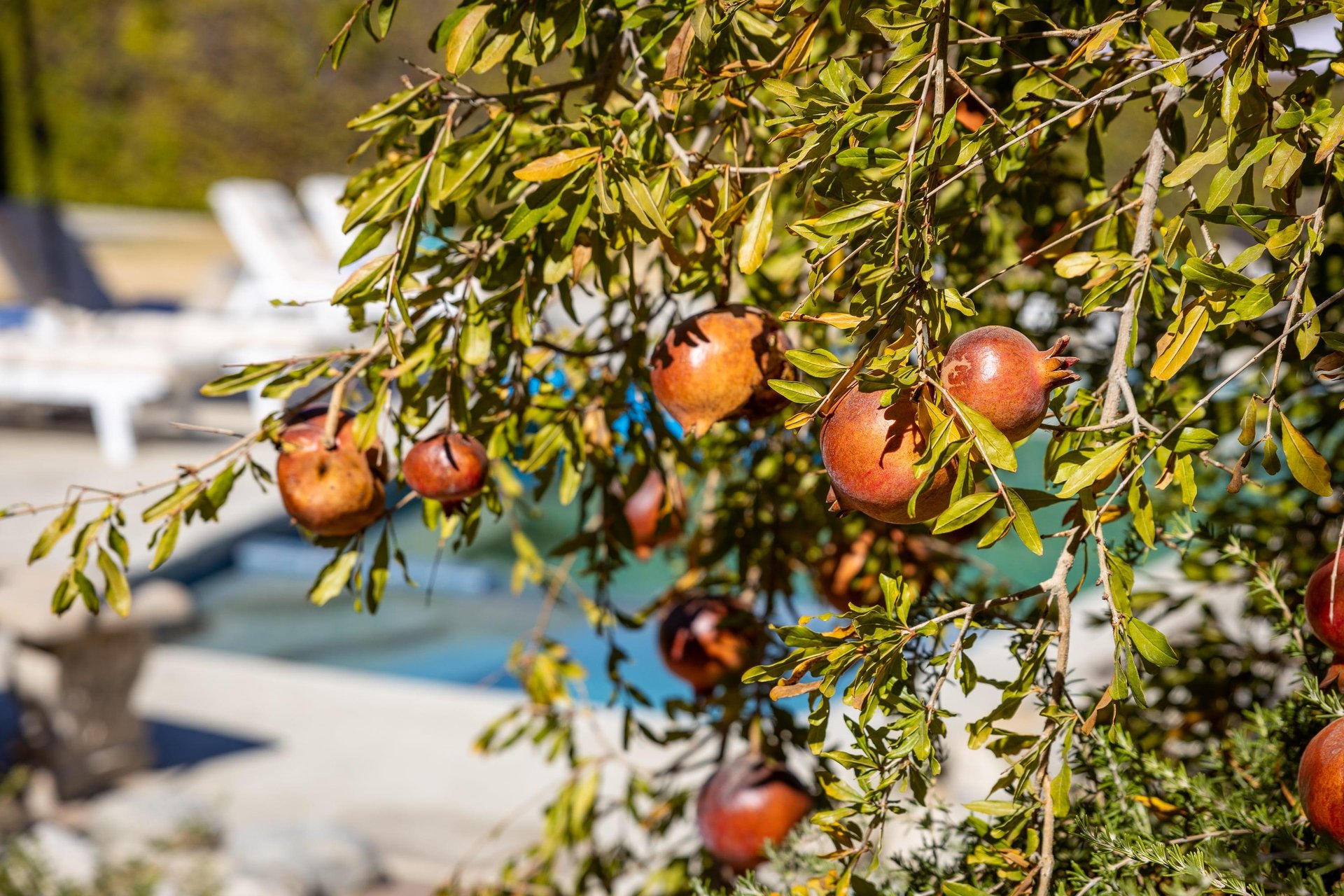 Fruit trees
