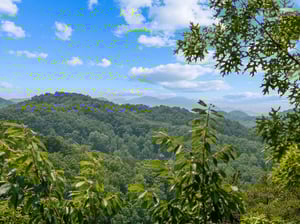 View from View and Me cabin