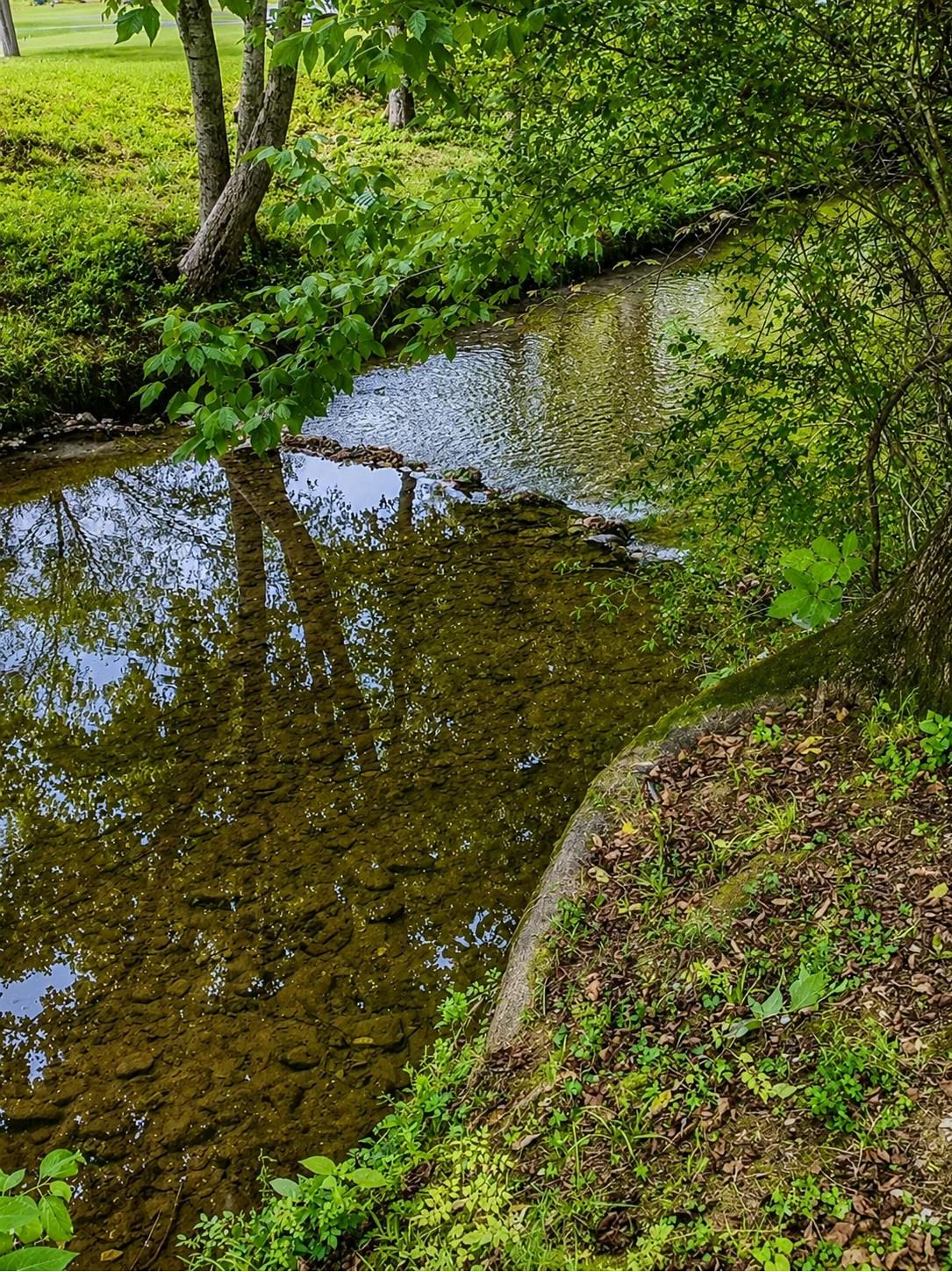 A tranquil stream flows through lush greenery on the property grounds, offering peaceful natural scenery in the surrounding area.