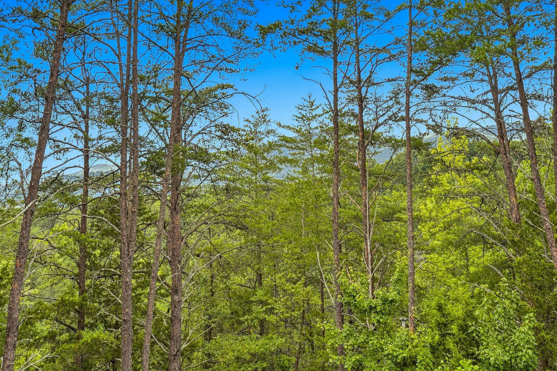 Tall pine trees frame distant mountain ridges under clear blue skies, showcasing the propertys peaceful natural setting and surrounding wilderness.