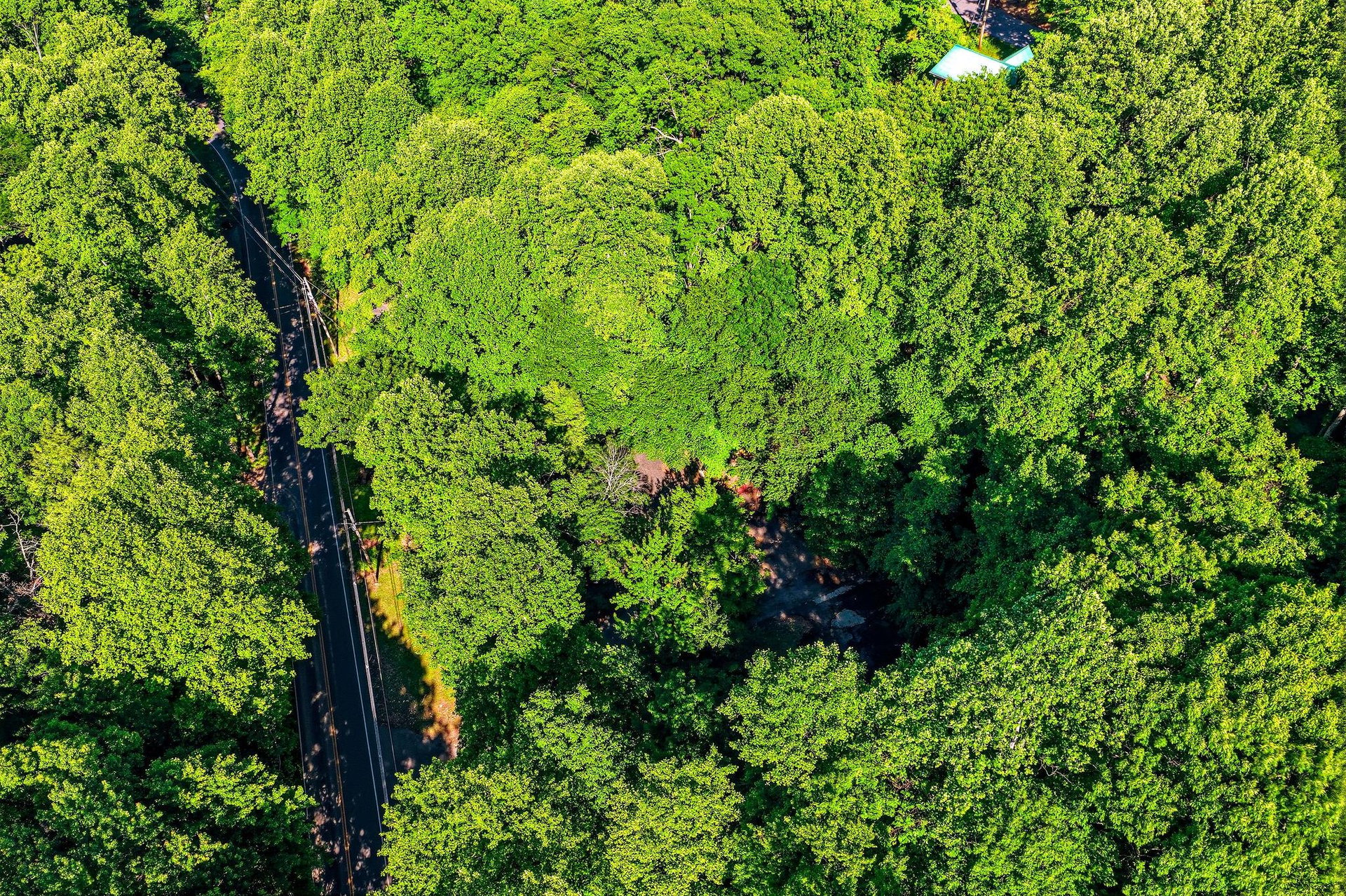 Aerial view of the property nestled in lush forest surroundings with a quiet access road winding through the canopy and vibrant green trees.