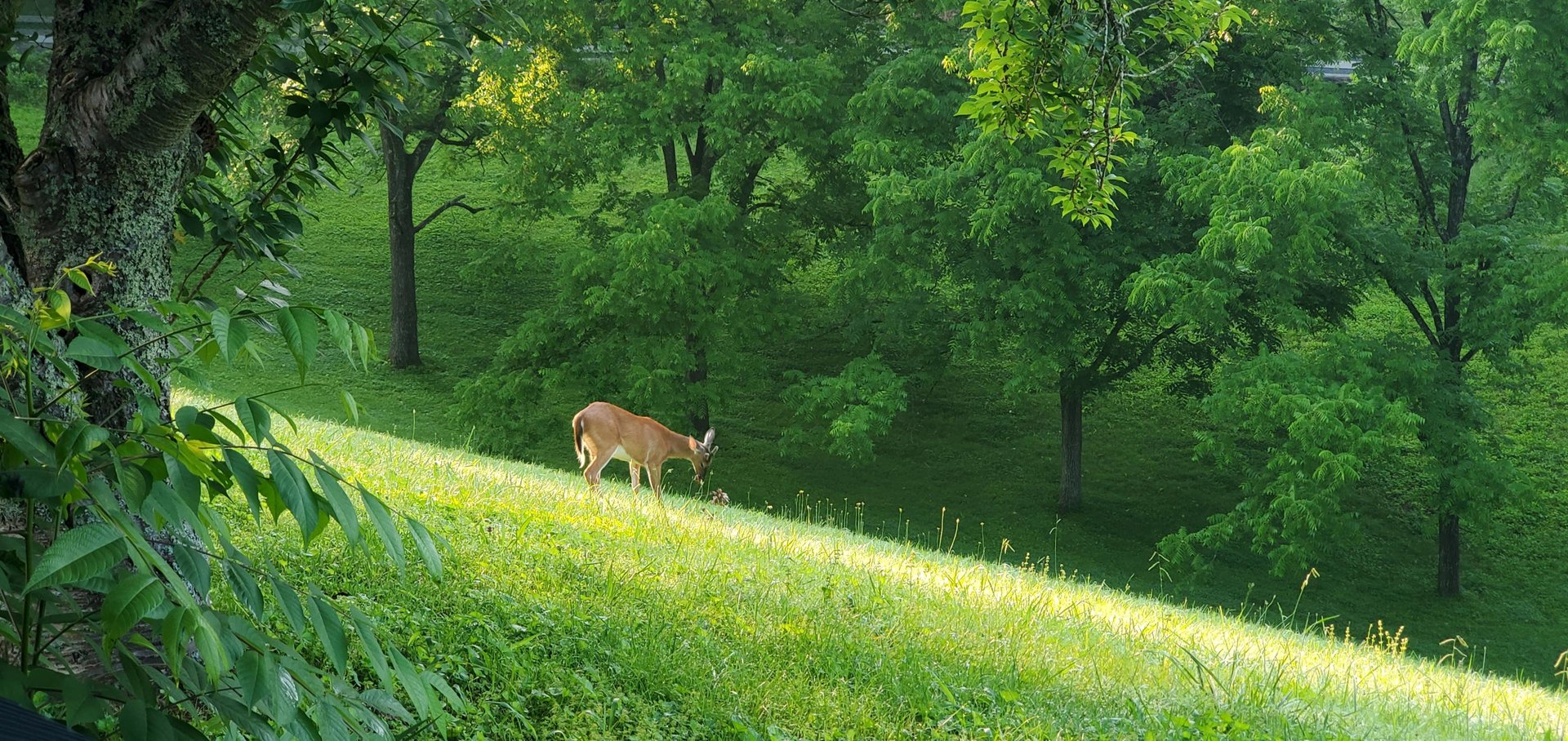 18 LeConte Nirvana Wildlife