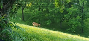 18 LeConte Nirvana Wildlife