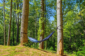 Escape to your private forest sanctuary where a hammock awaits between towering trees, perfect for afternoon naps in natures embrace.