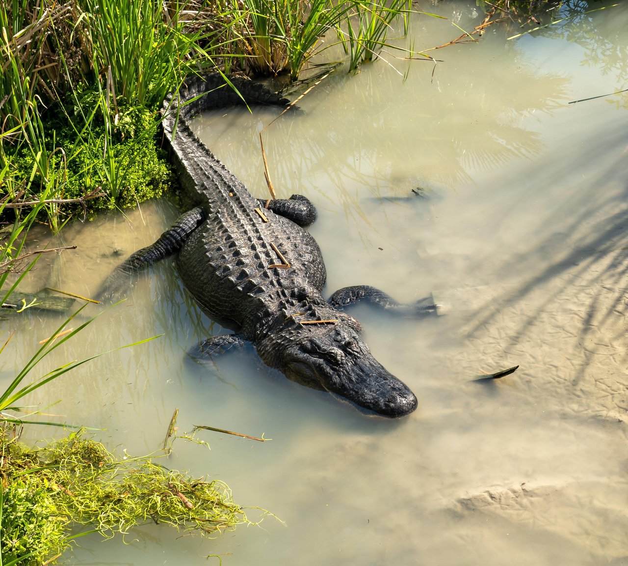 shutterstock_1724375224