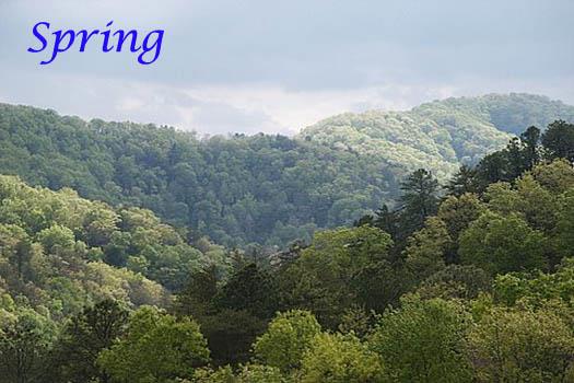 Spring View
