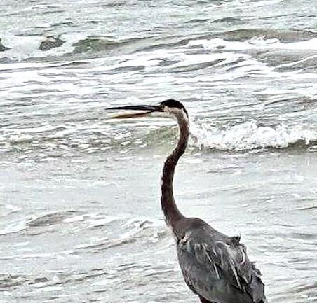 9d998b8cc9bc4832bdf72b98126a779dlarge_3rd Place bird_less bright edit 4x5