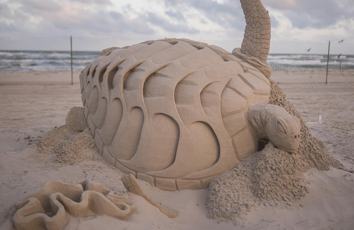 2019_SeaTurtle 2019_SeaTurtle