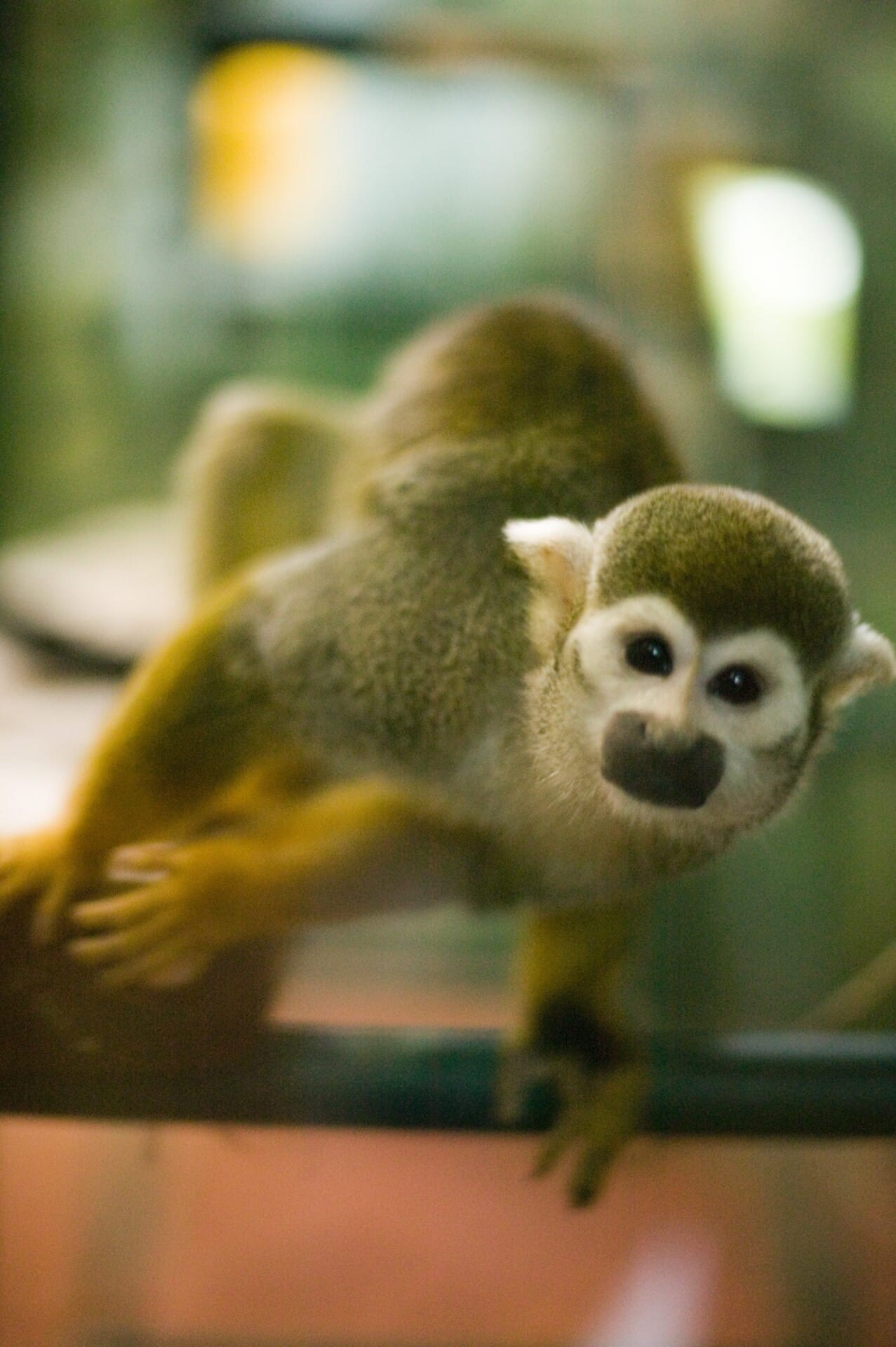 SquirrelMonkey 01 e1572202847812