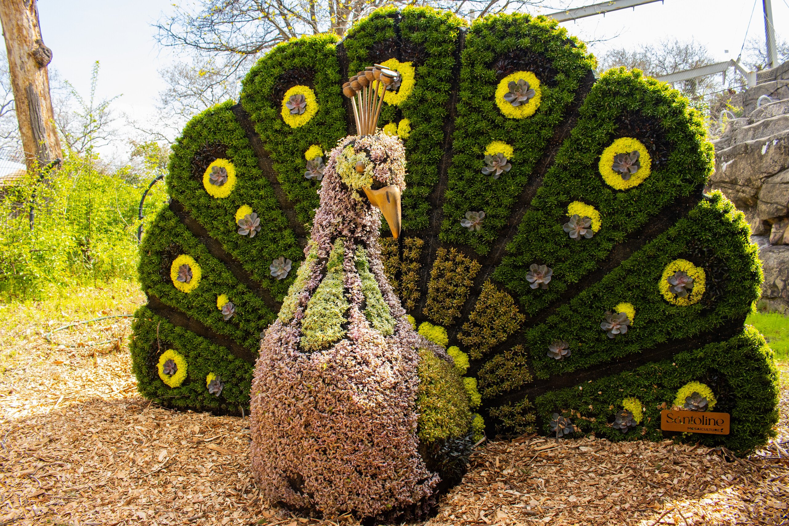 A topiary sculpted to look like a preening peacock.