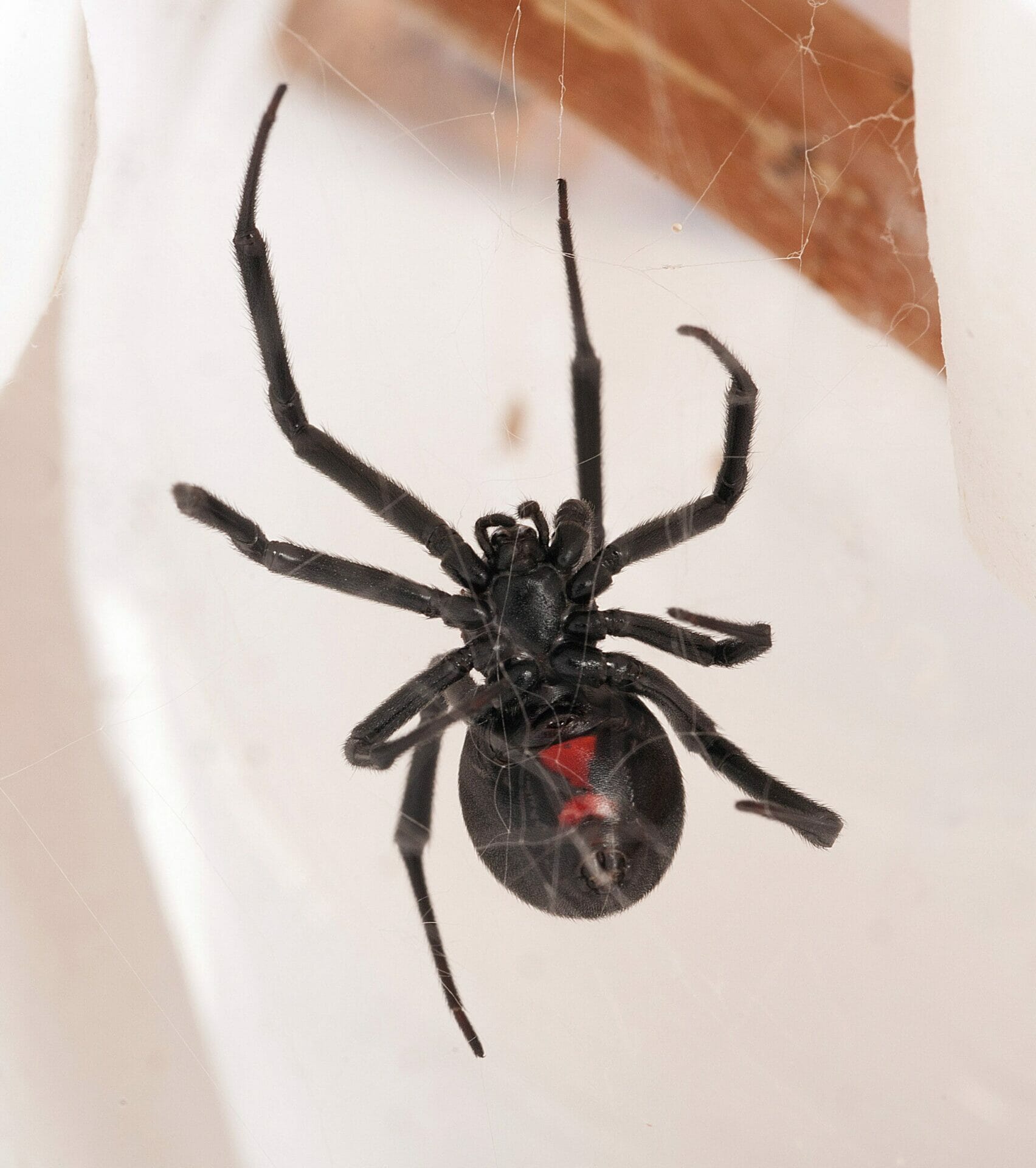 Spiders Alive Western black widow