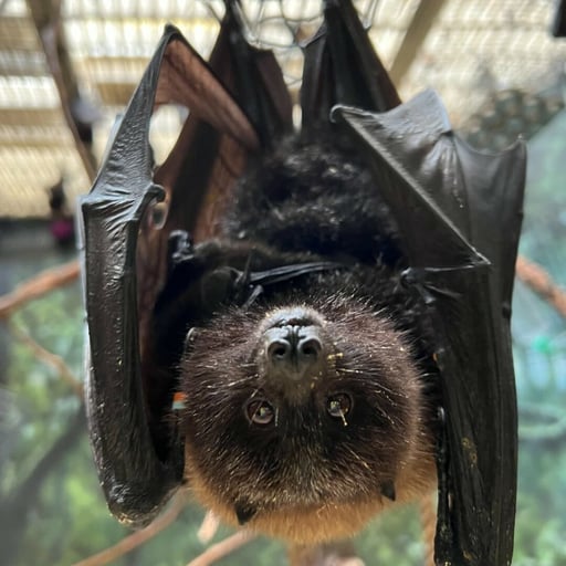 rodrigues fruit bat