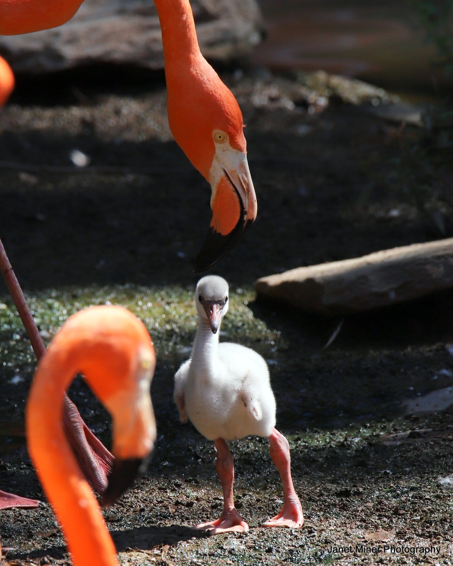 flamingo baby 4