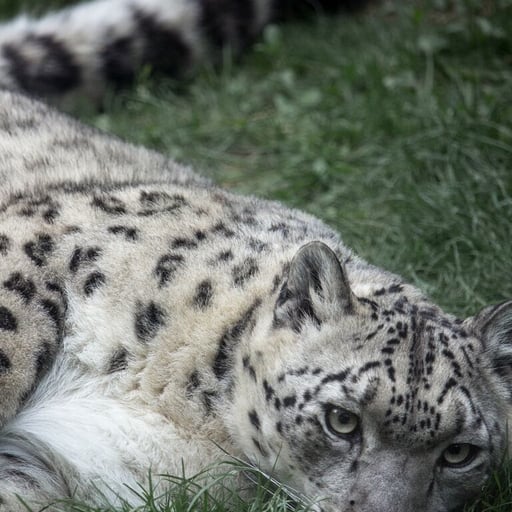 A snow leopard in its habitat in Big Cat Falls at Philadelphia Zoo.