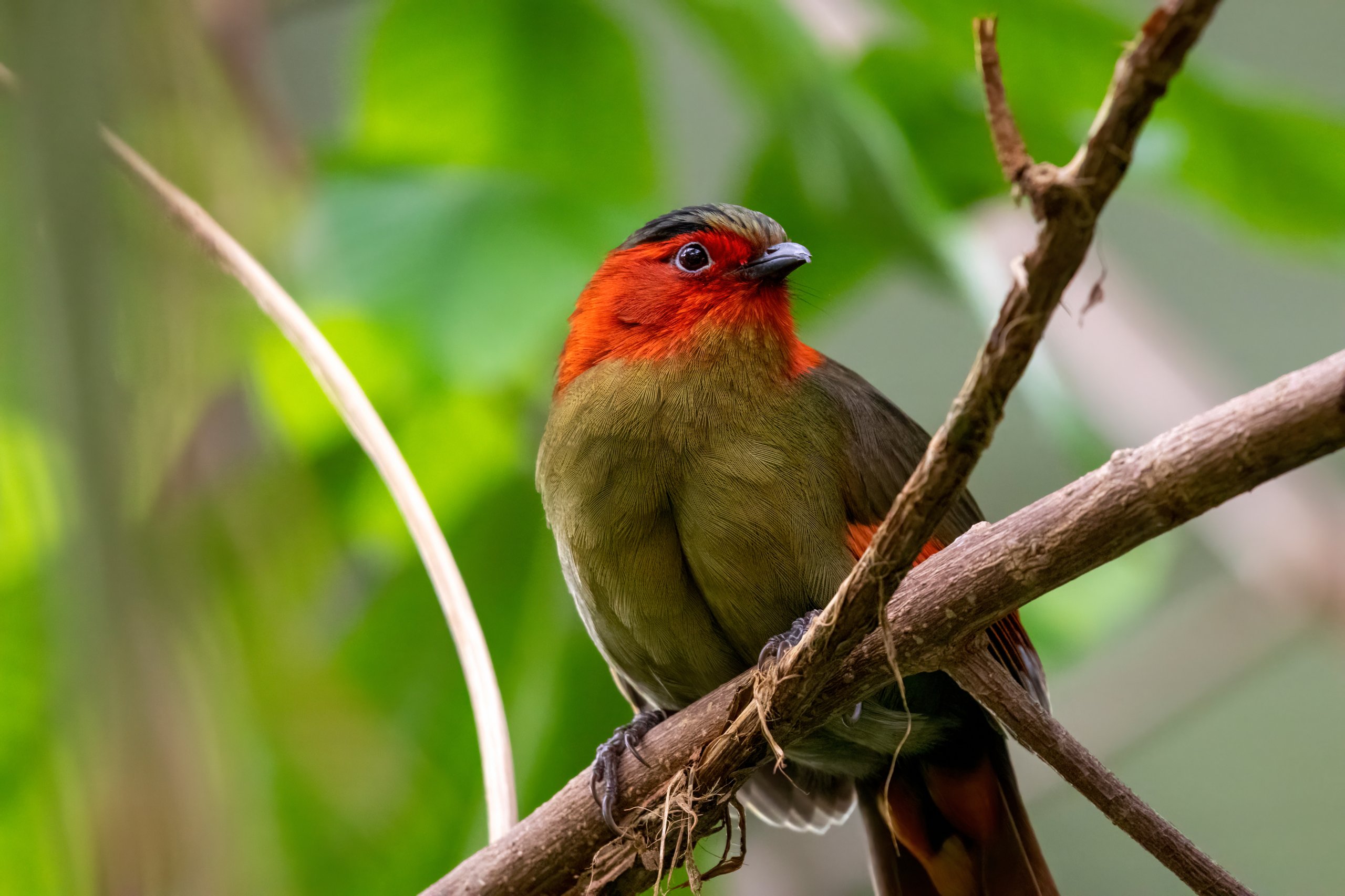 A scarlet-faced liocichla, one of the species guests can find inside the rainforest exhibit at the Philadelphia Zoo's McNeil Avian Center.