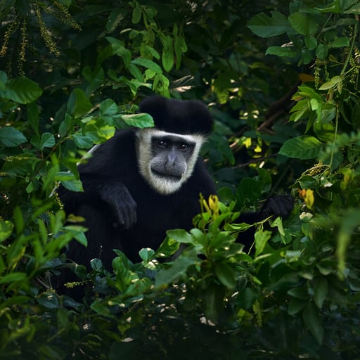 A black-and-white colobus monkey sits within the leaves of a tree in its natural forest habitat.