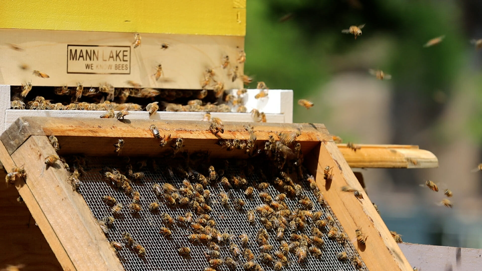 Two New Honeybee Colonies Arrive at Philly Zoo