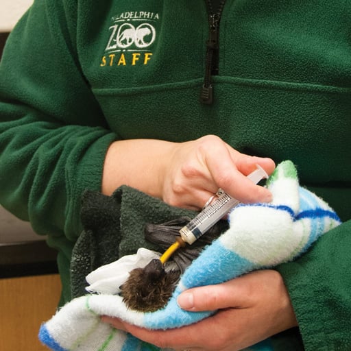 RodriguesFruitBat HandFeeding 01.21.15 0048 1