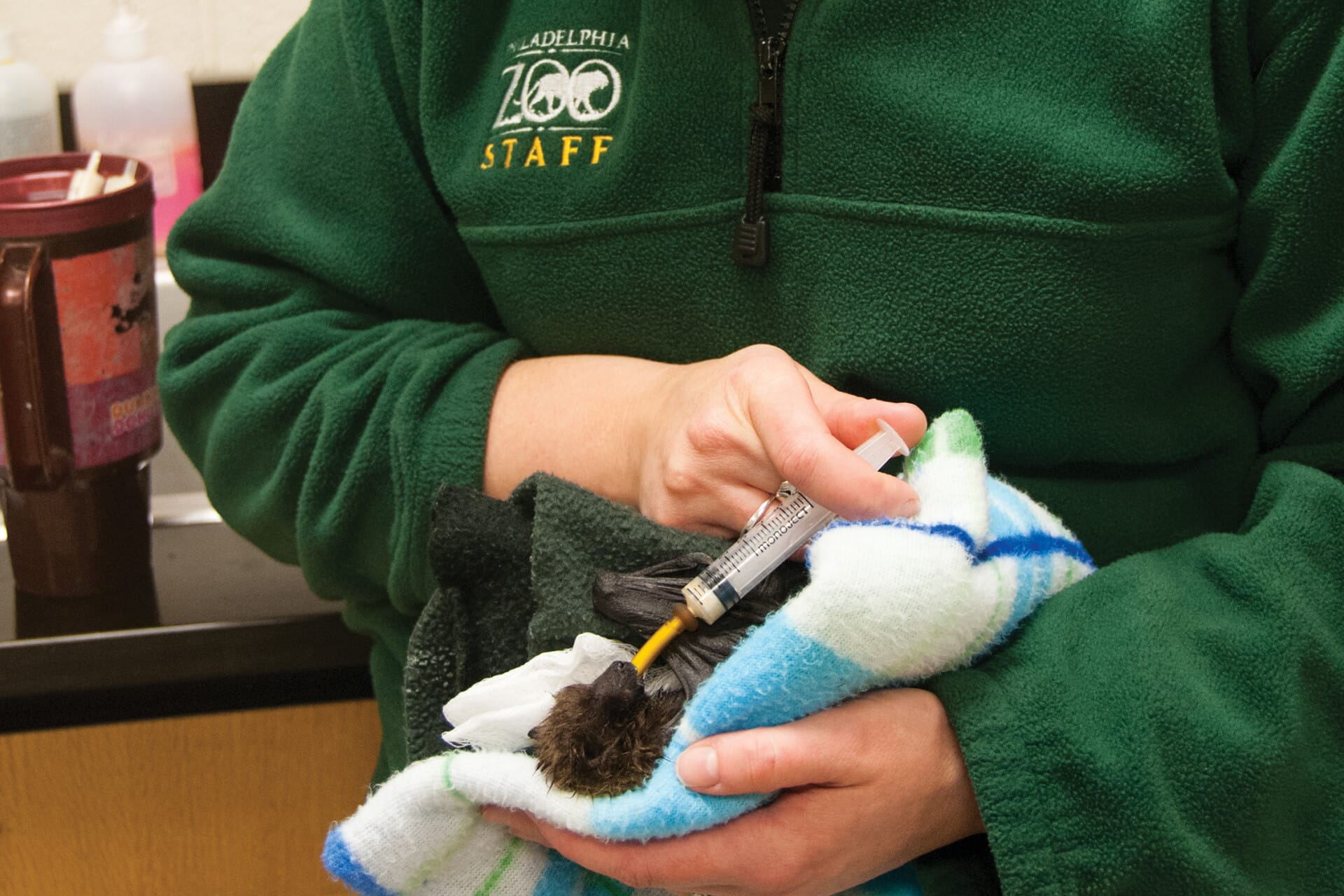 RodriguesFruitBat HandFeeding 01.21.15 0048 1