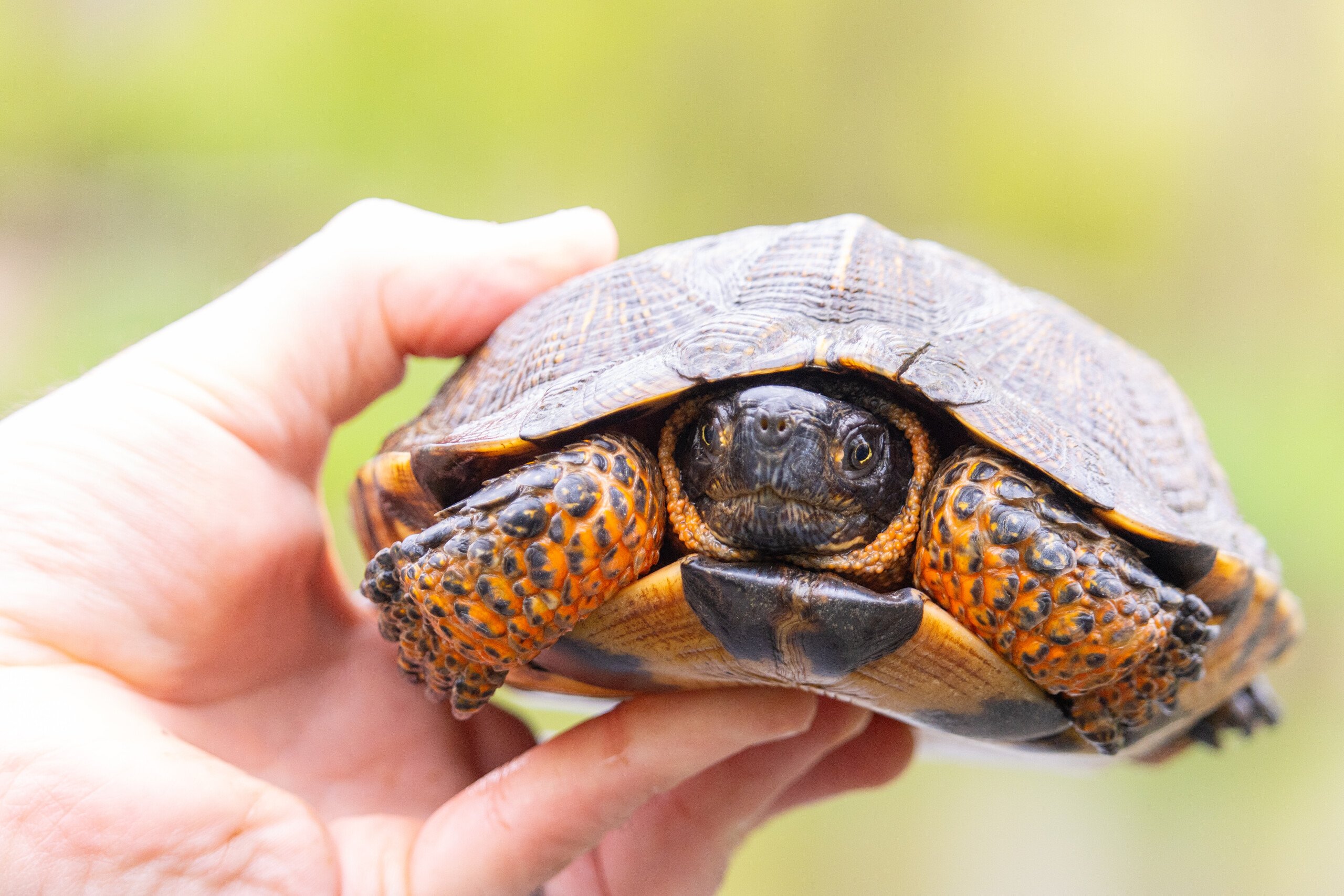 Surveying Turtles: How the Zoo's New Partnership with