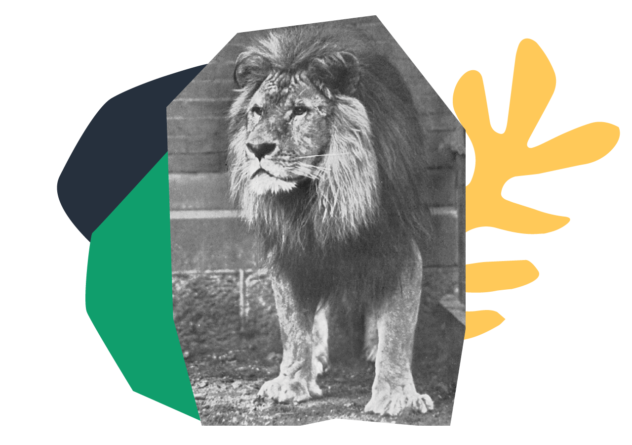 Leo, the MGM lion, retires to the Zoo