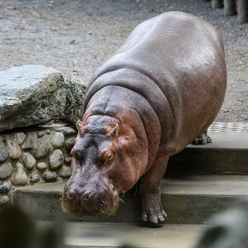 Hippo WChung 0883