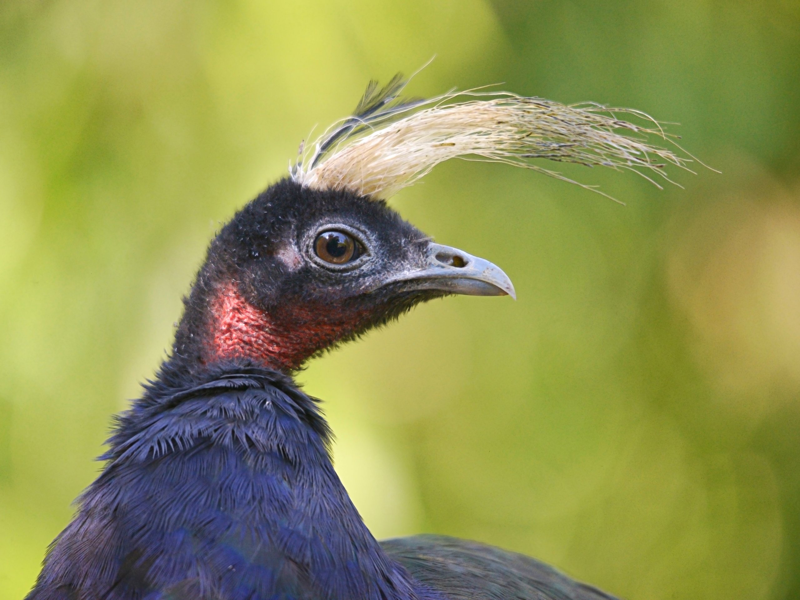 A Congo peafowl, one of the species guests can find inside the rainforest exhibit at the Philadelphia Zoo's McNeil Avian Center.