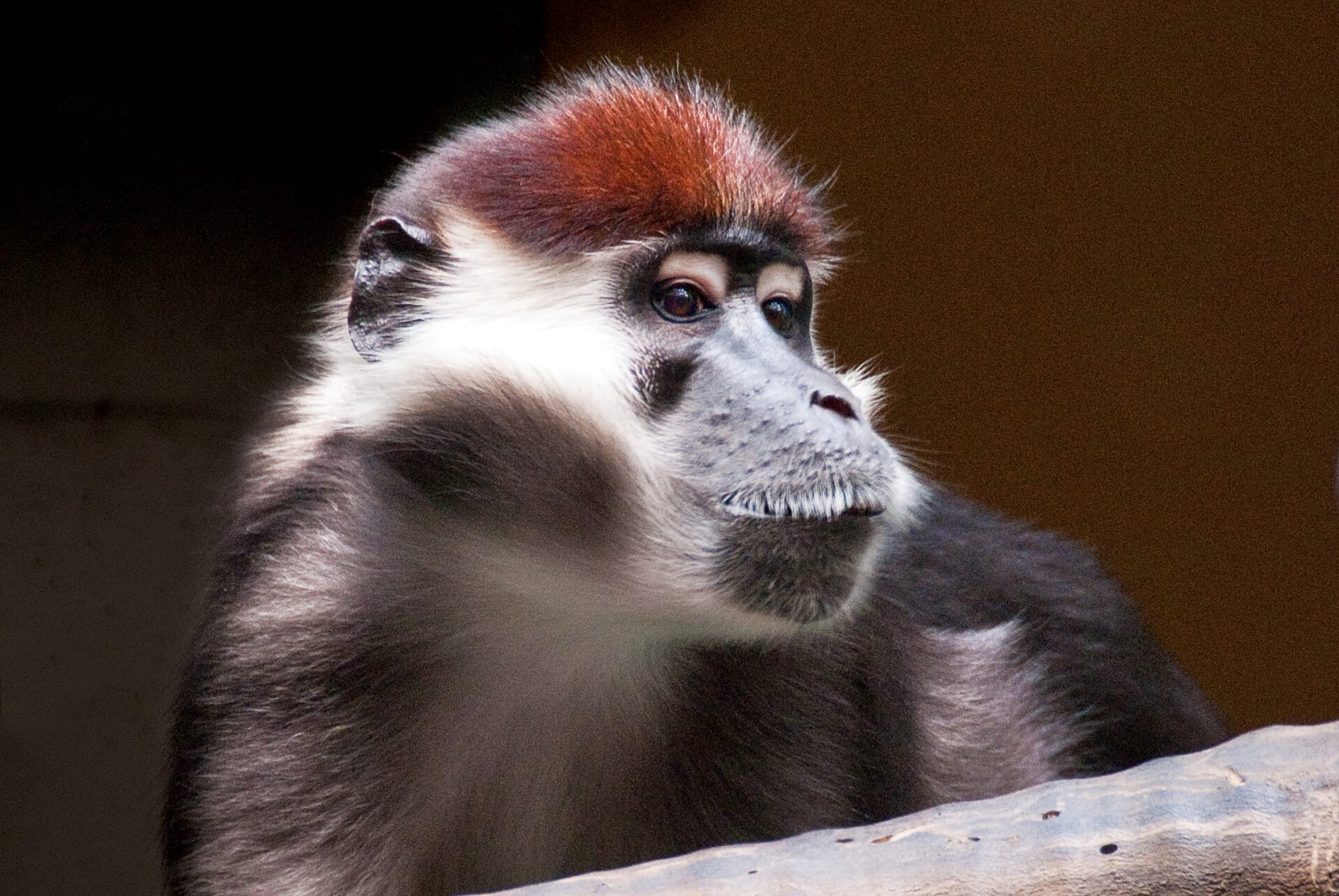 Red cappedMangabey Storm 03