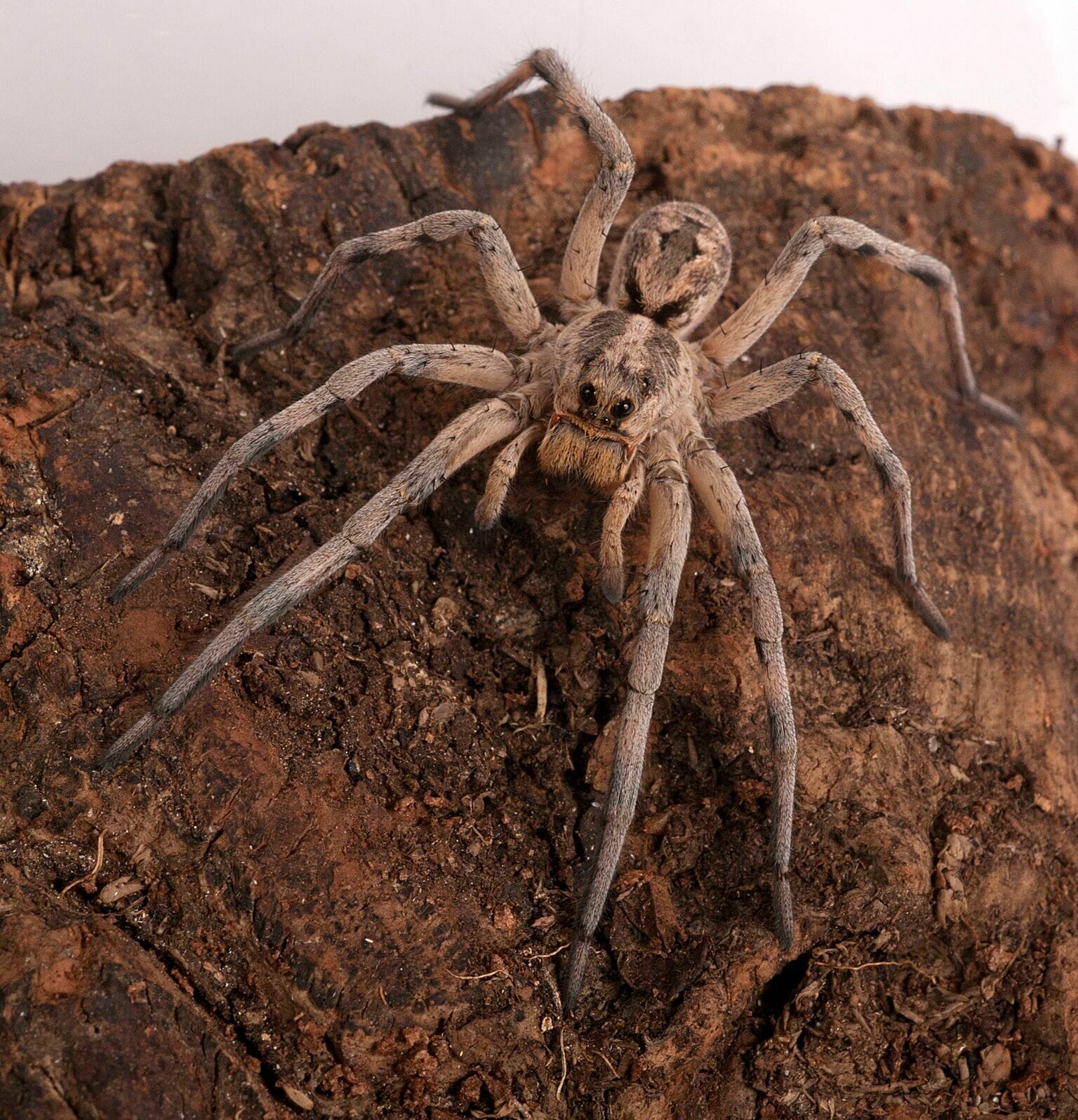 Spiders Alive Wolf spider
