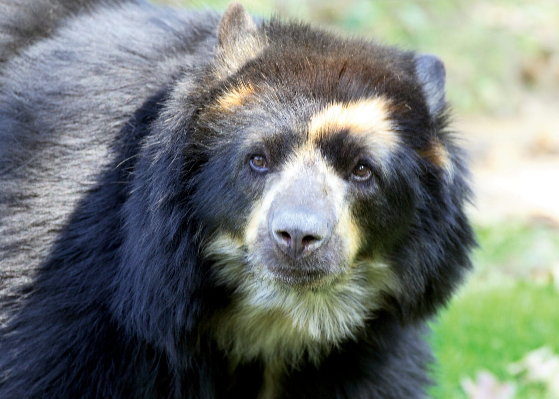 Andean speckled bear Rosie explores her habitat in Bear Country at Philadelphia Zoo.