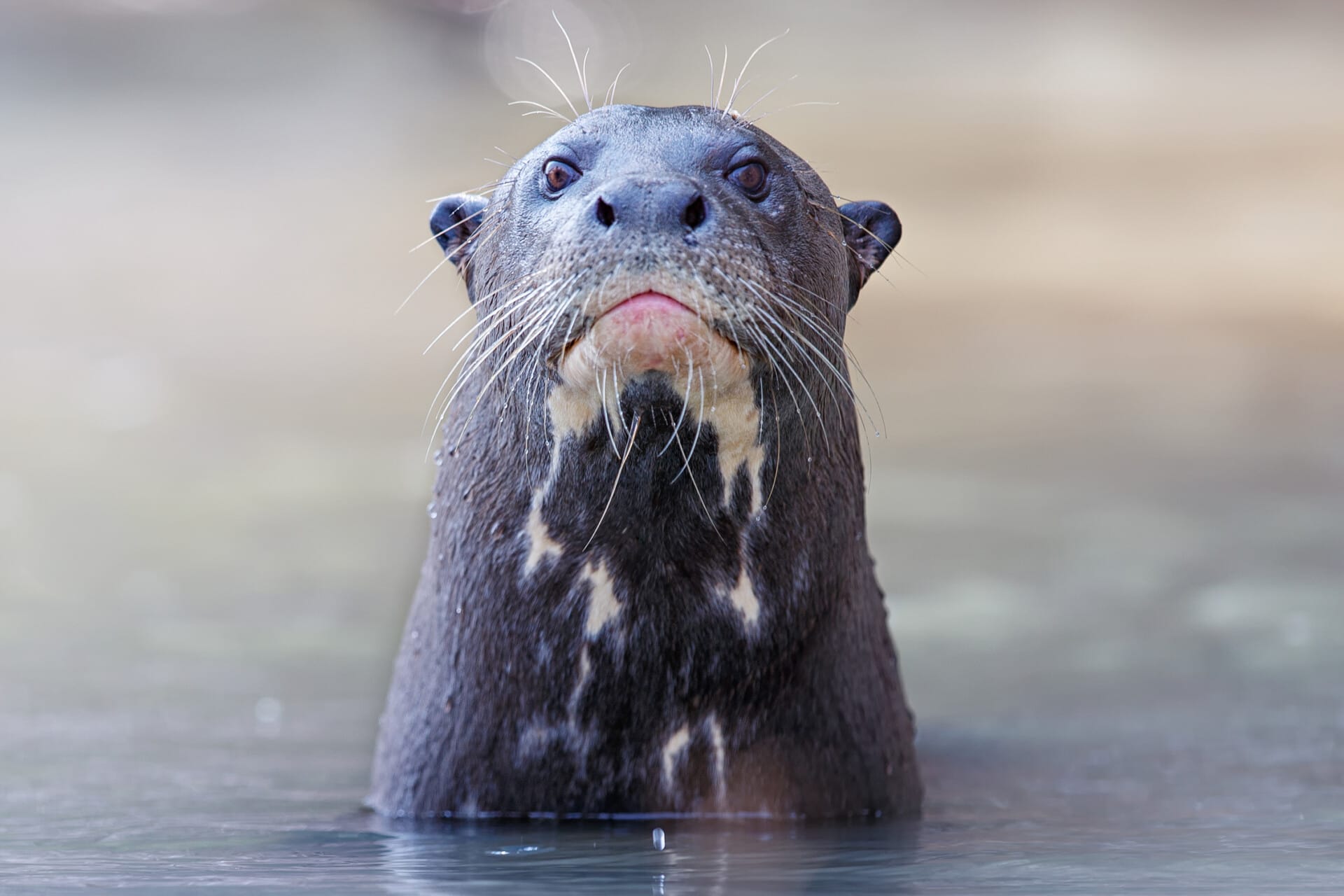A giant river otter peeks its head up from the water.
