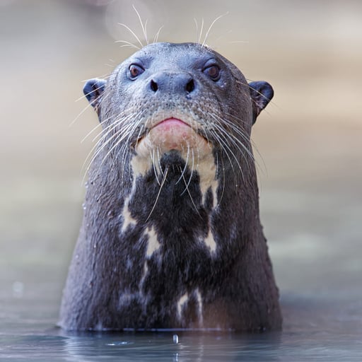 A giant river otter peeks its head up from the water.